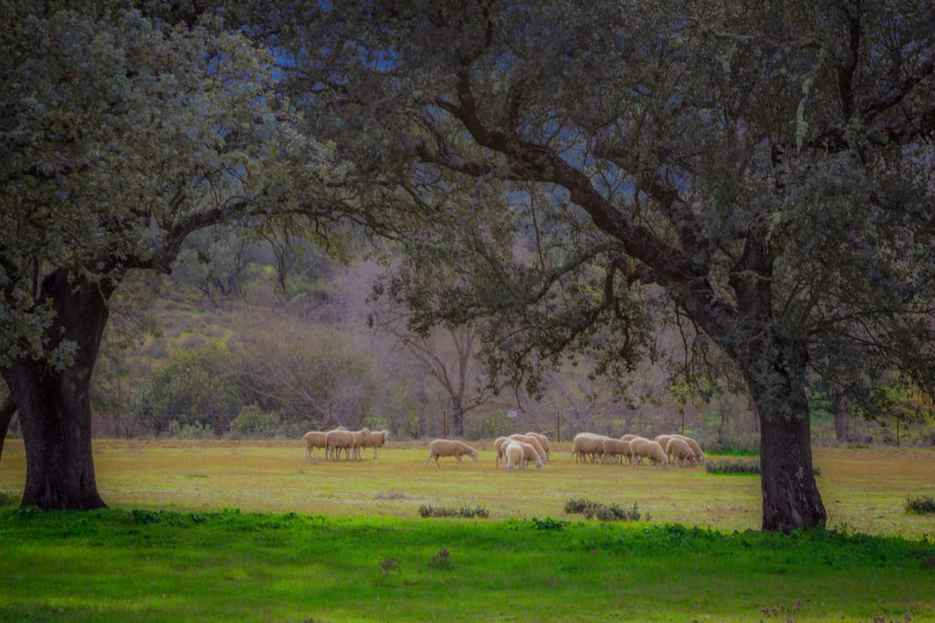Cortijo Los Tomillares - Entorno - dehesa con ovejas